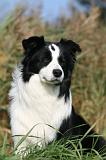 BORDER COLLIE 1363